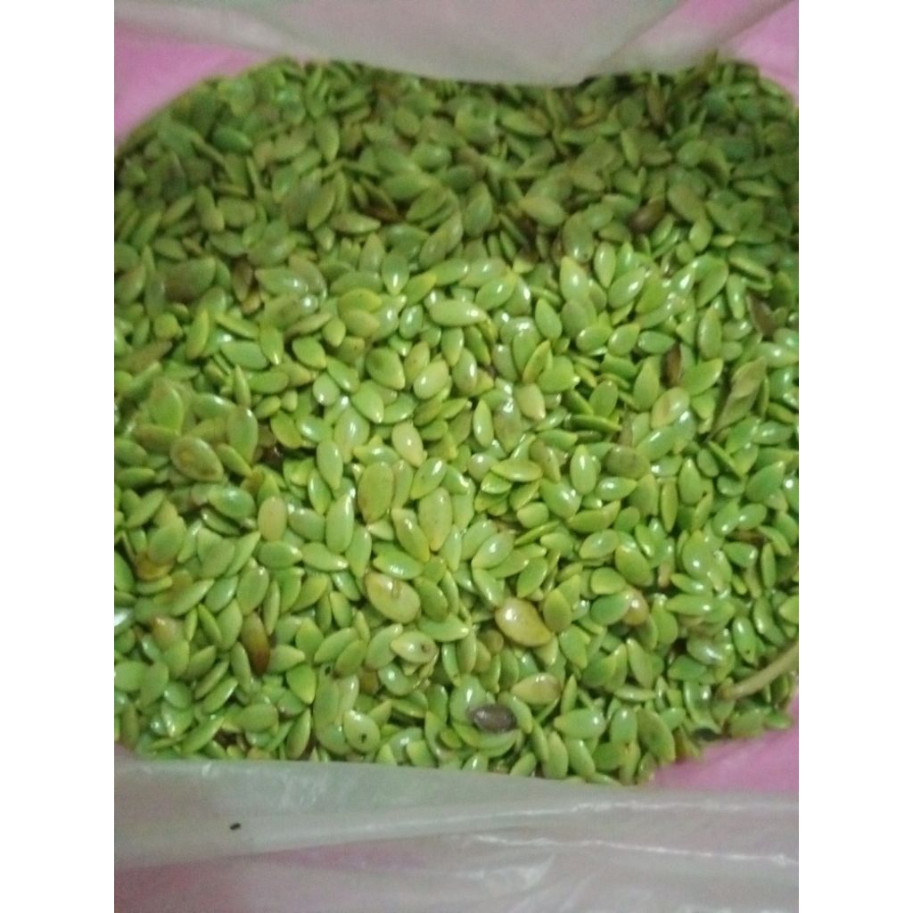 Sayur Toro Lamtoro/ petecina segar kupas