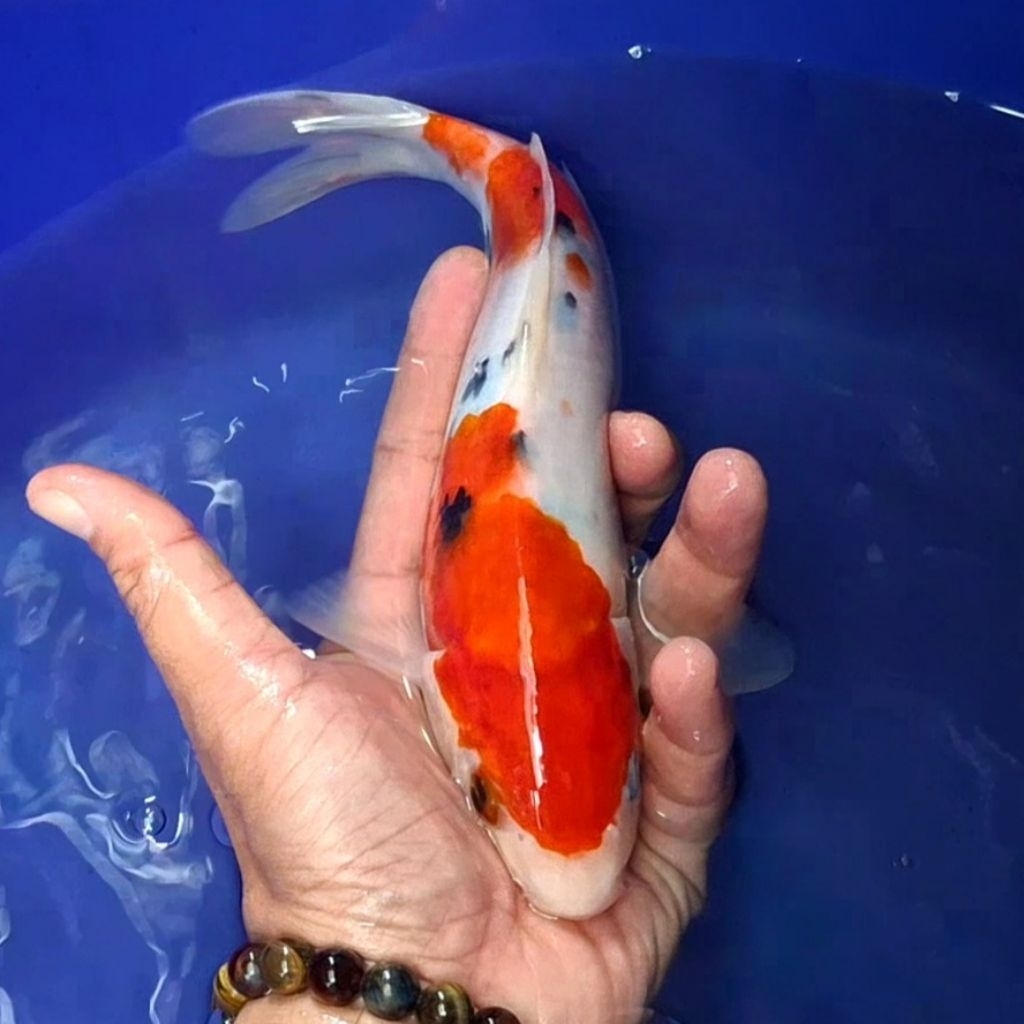 Ikan Koi Blitar Jenis Sanke / Rumah Koi Jakarta / kode 0015