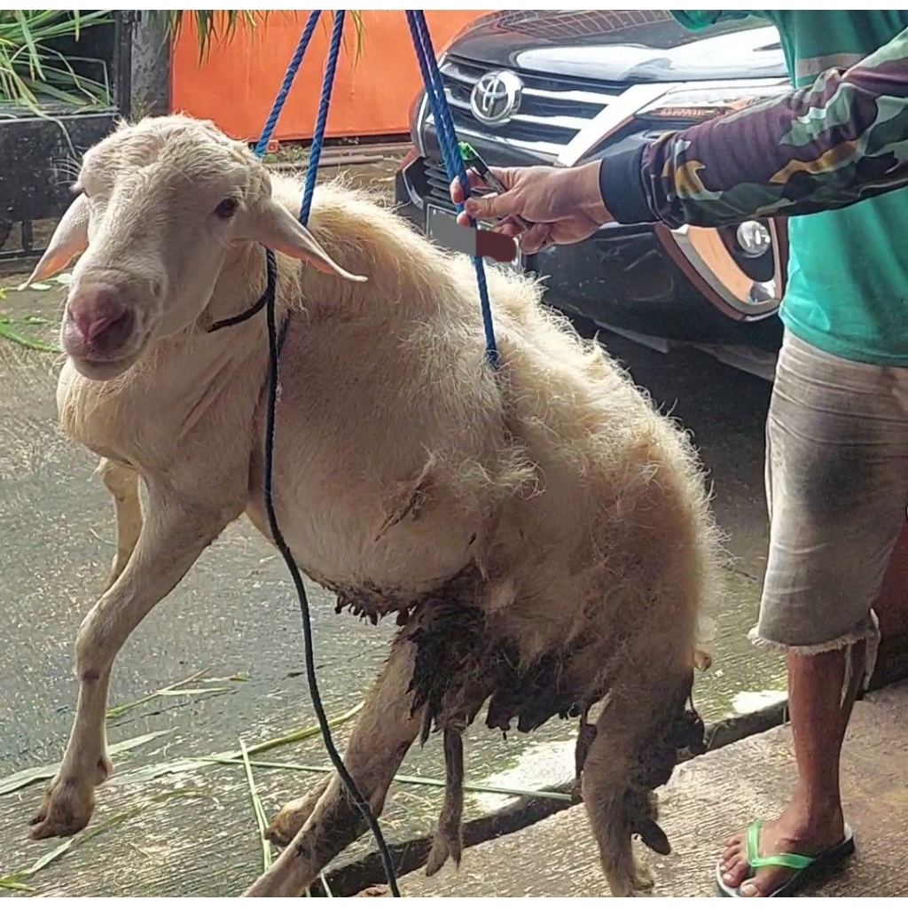 Domba Jantan Bobot ±43kg Siap Kirim
