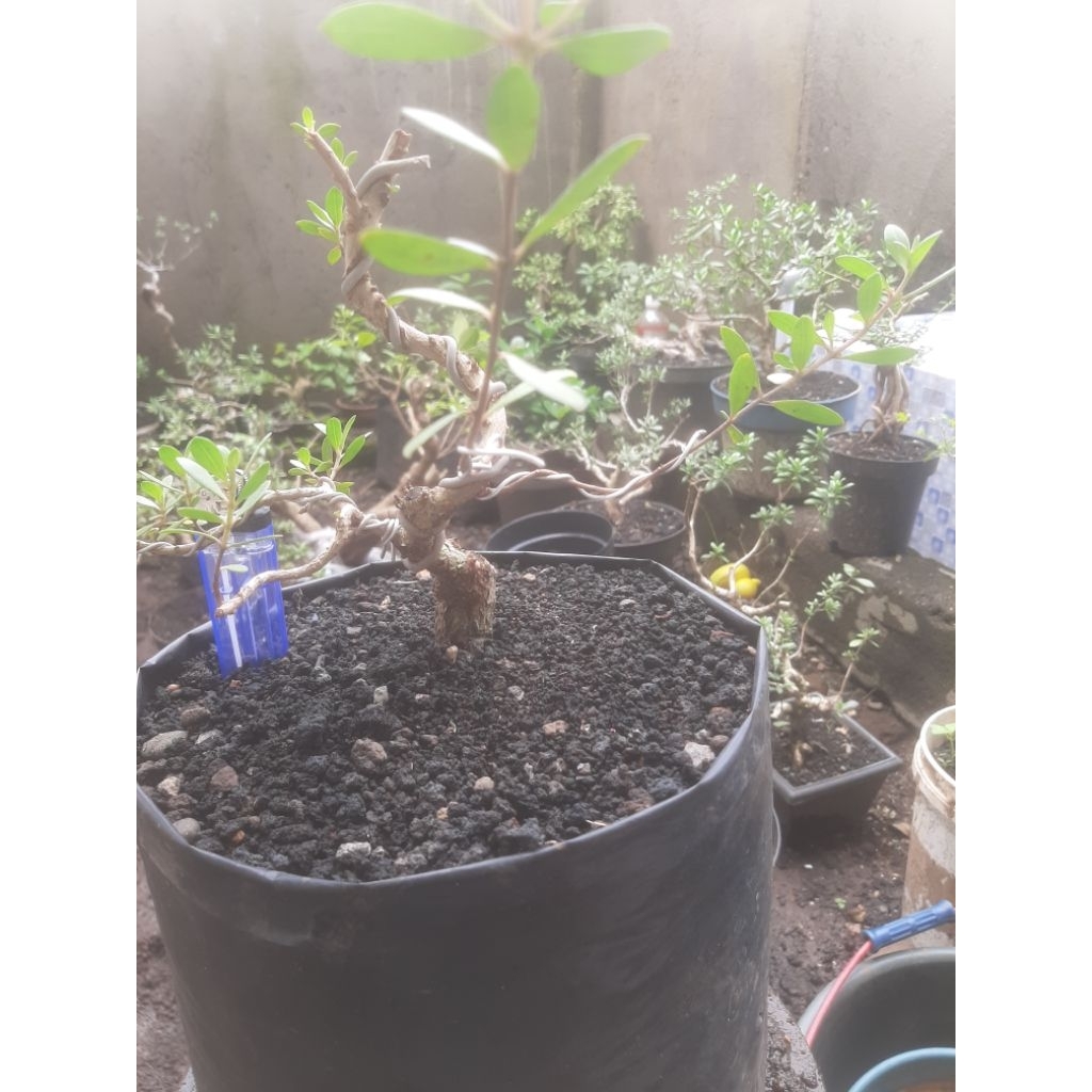 Bonsai Bahan Santigi dari Biji (Real Pict 3)