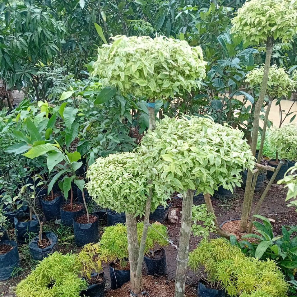 Bahan Bonsai Anting Putri - Anting Putri, Bonsai Anting Putri, Anput Bonsai