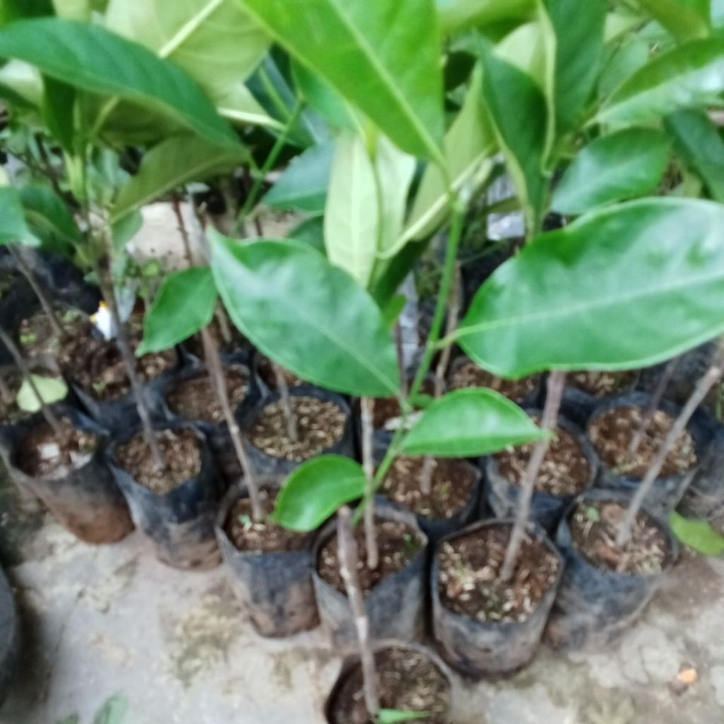 Bibit Cempedak Guling Full Media