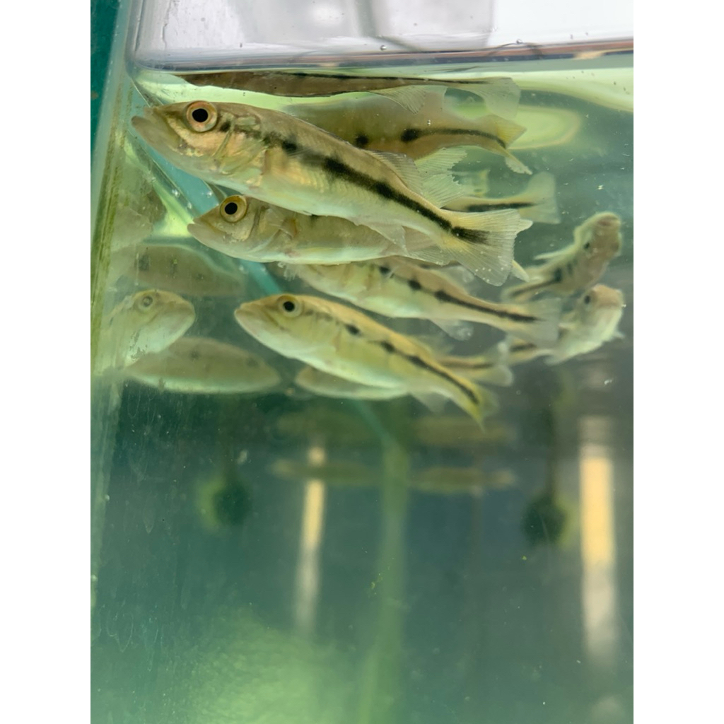 PBASS MONO SIZE 4-8cm