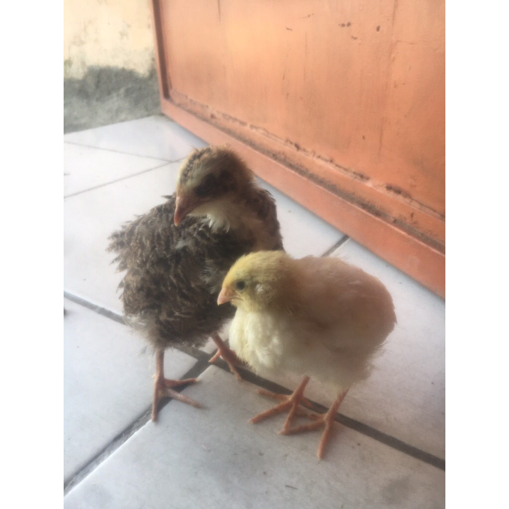 Telur Tetas Silangan Puyuh Texas x Puyuh Albino MM