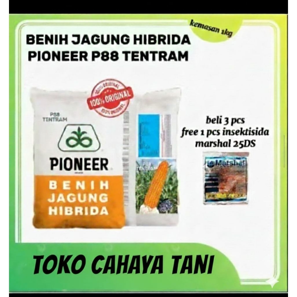 BENIH JAGUNG HIBRIDA P88 TENTRAM KEMASAN 1KG ORRIGINAL (BELI 3PCS FREE 1PCS INSEKTISIDA MARSHAL)