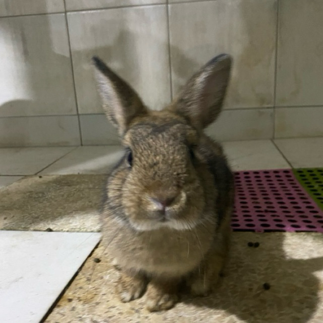 Kelinci Netherland Dwarf Hias Jantan Betina 6 bulan