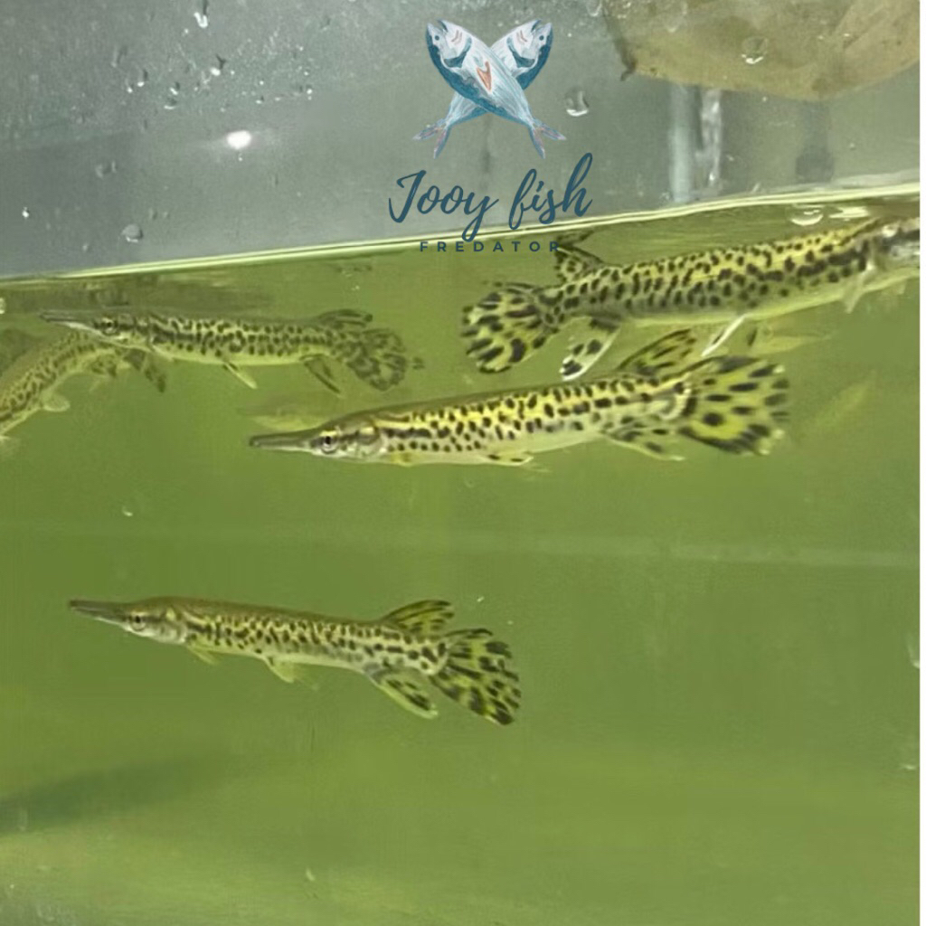 Aligator gar spatula grade A hiasan aqurium / aquascafe