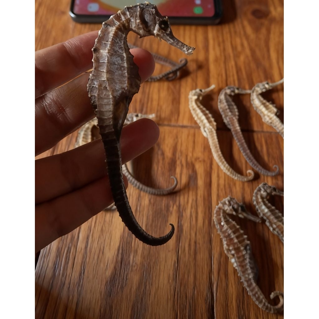 Kuda laut kering super