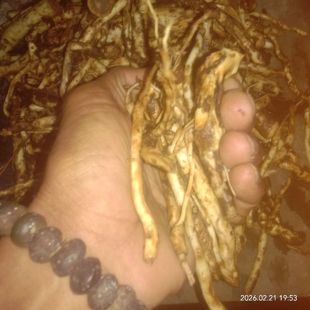 ramuan Gurah srigunggu