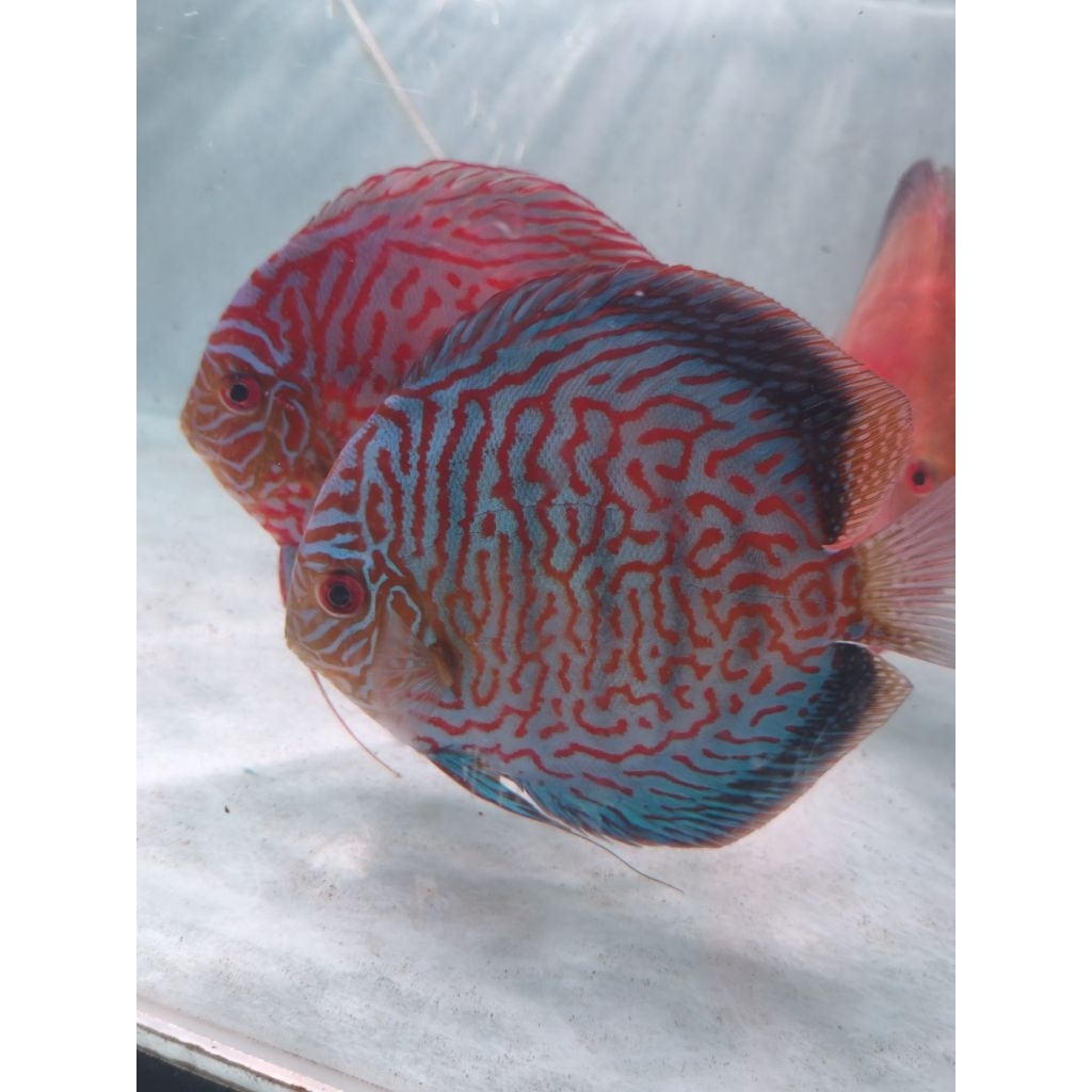 discus pasangan pair