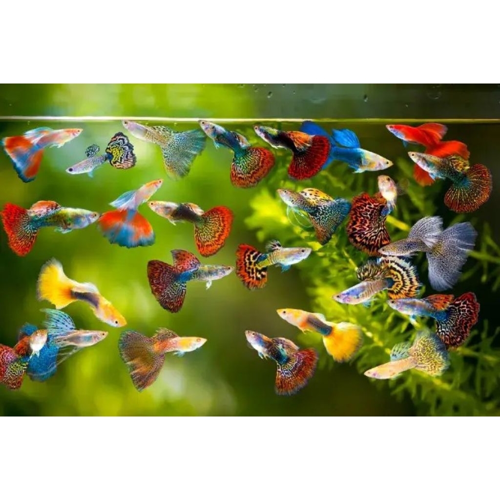 Guppy mix 3 free 1 ekor isi random ikan Guppy random hiasan aquarium ikan Guppy mumer Guppy murah  h