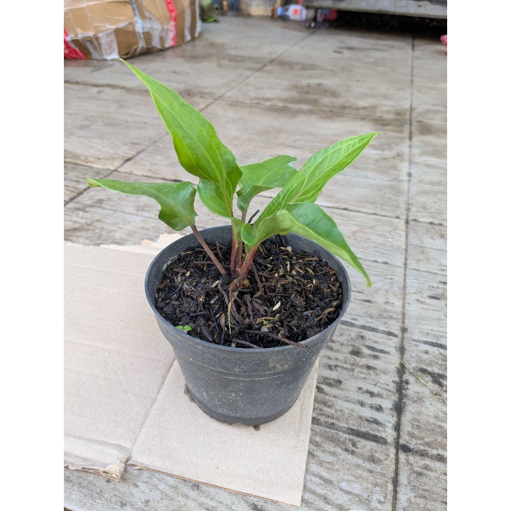 Anthurium Obor Merah - Daun Bergelombang , Batang Merah, Mudah Dirawat