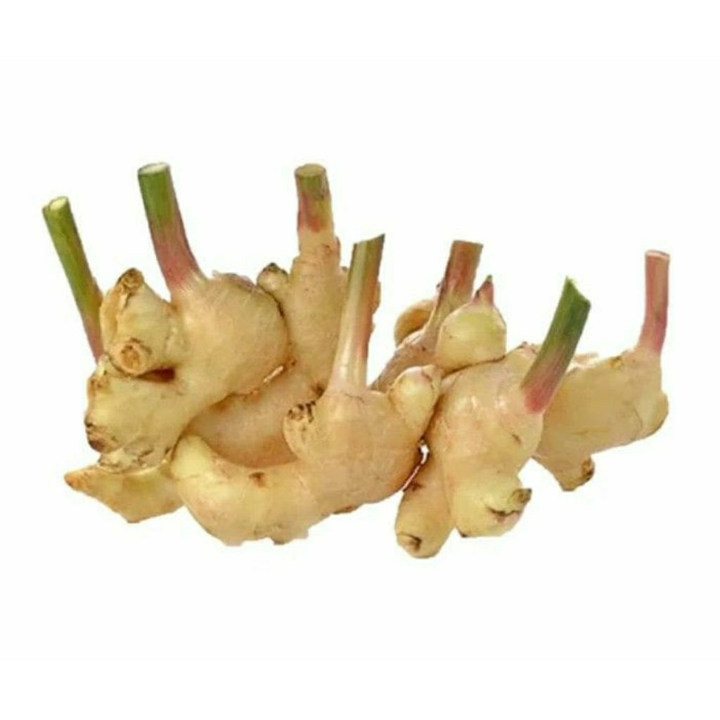 jahe muda 1kg segar dadakan panen