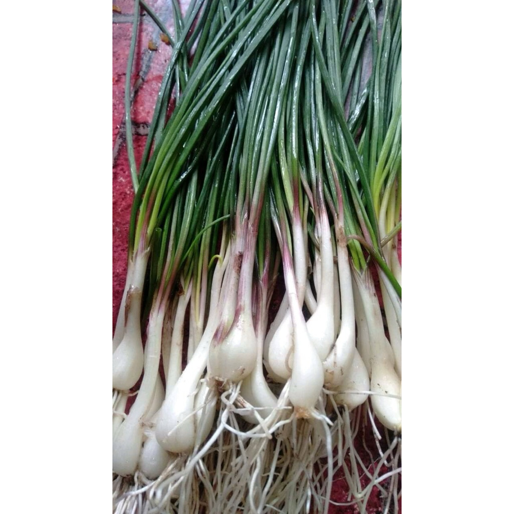 Bawang Batak / Lokio Segar