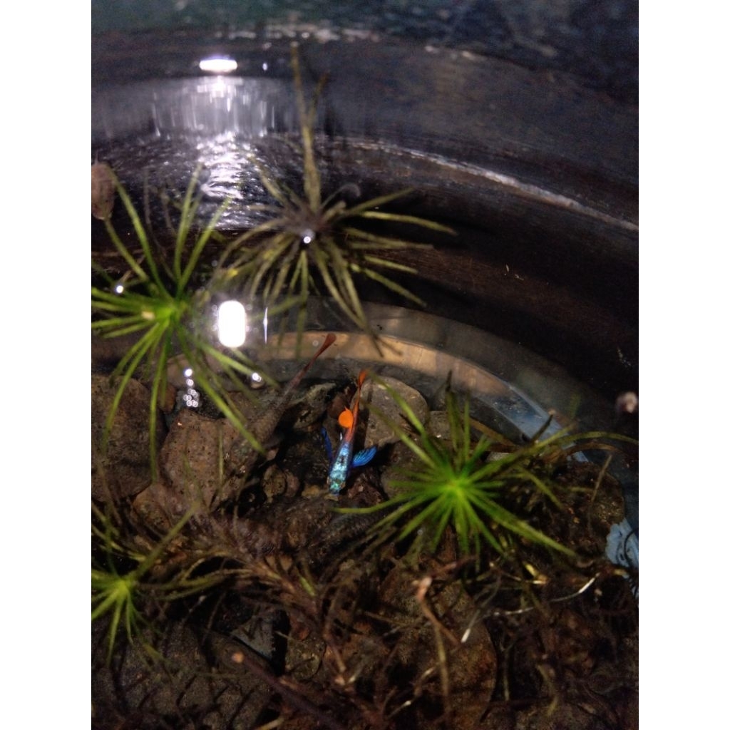 ISI AQUARIUM FULL SET