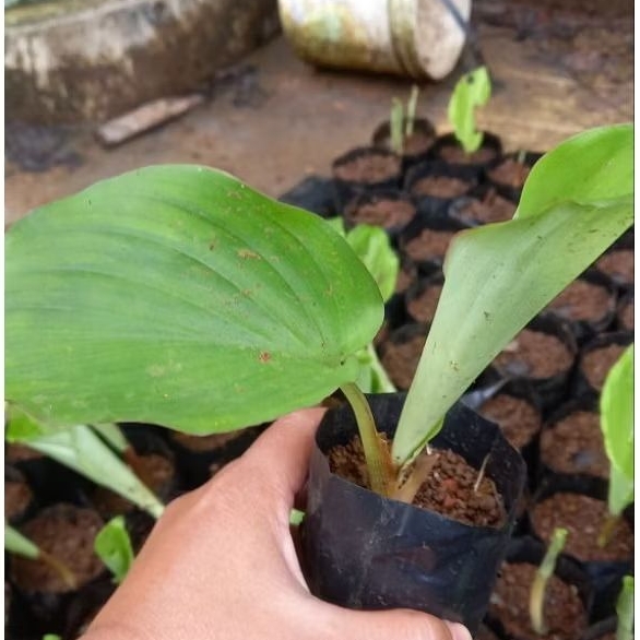 Bibit kunyit hitam asli ( curcuma caesia )