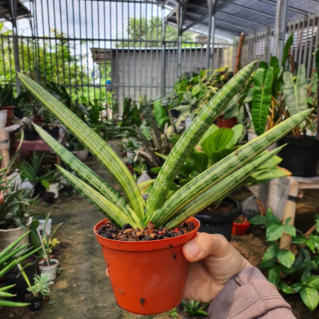 Sansevieria Boncel Variegata