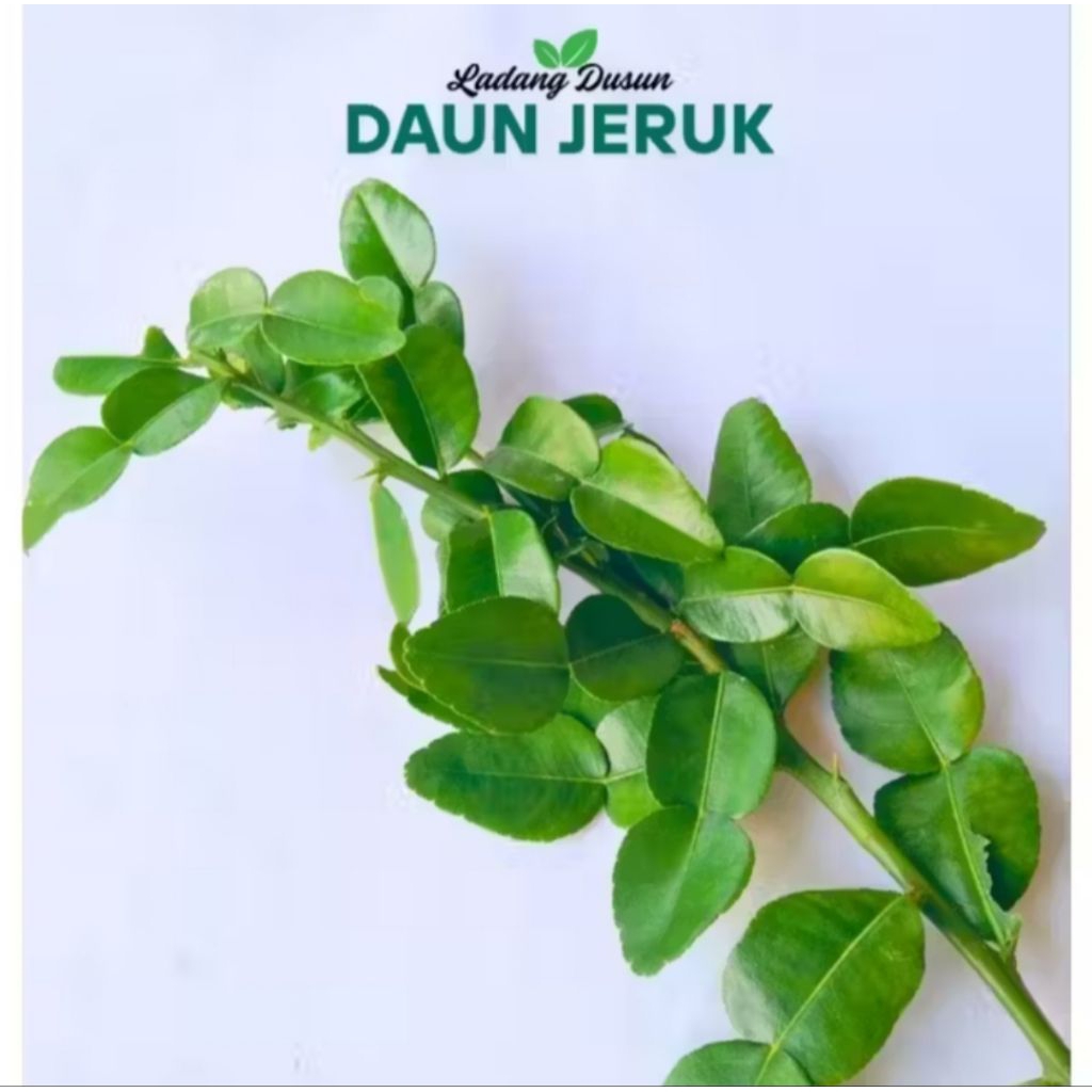 Daun Jeruk Purut Segar