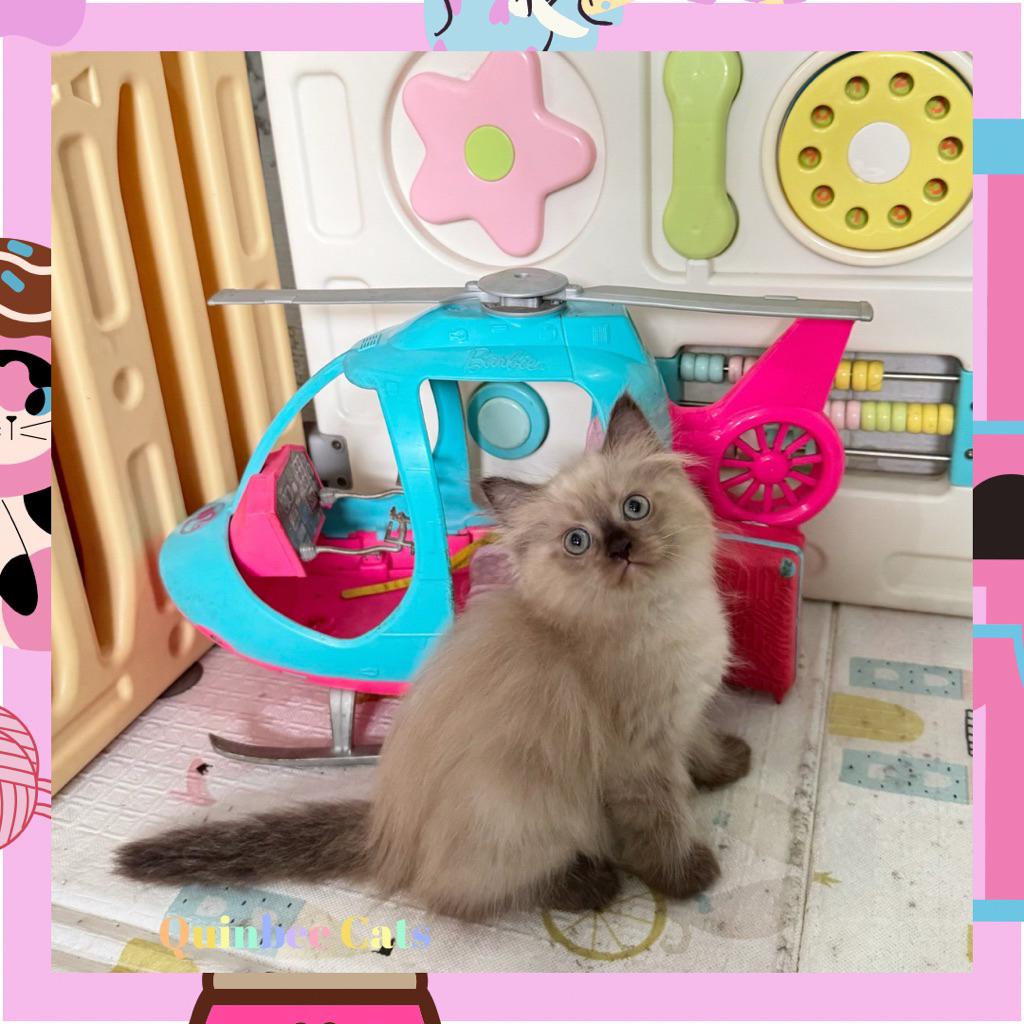 Kucing Himalaya Betina seal point chocolate Cinnamon