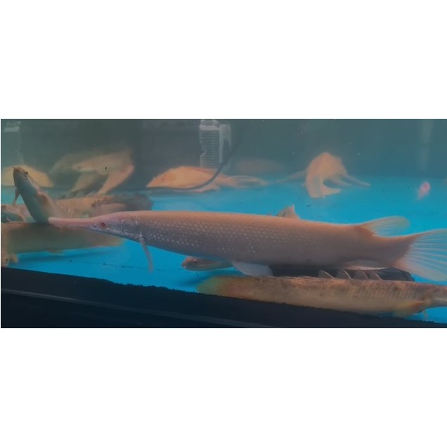 FLORIDA GAR ALBINO 30-35 cm FLORIDA GAR ALBINO 30-35 cm