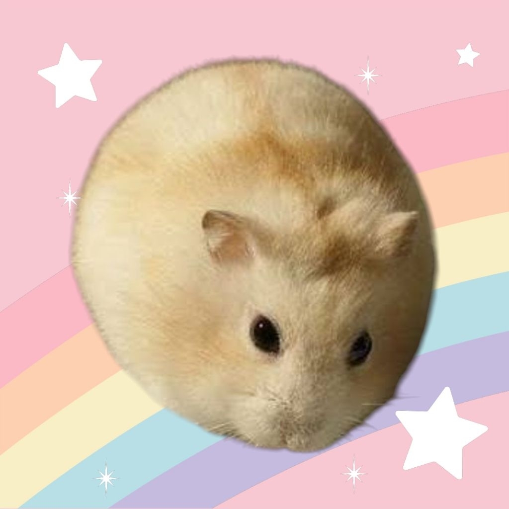 HAMSTER WINTER WHITE GOLDEN LUCU HAMSTER WINTER WHITE TIGER JINAK HAMSTER WINTER WHITE AGOUTI TIDAK 