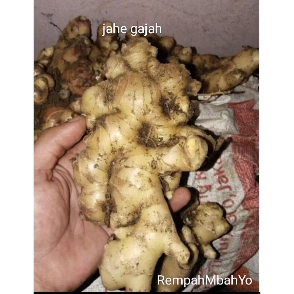 JAHE MERAH SEGAR 1KG JAHE GAJAH LOKAL 1KG JAHE EMPRIT FRESH BERSIH CUCI TUA JAHE PUTIH SUPER BESAR J