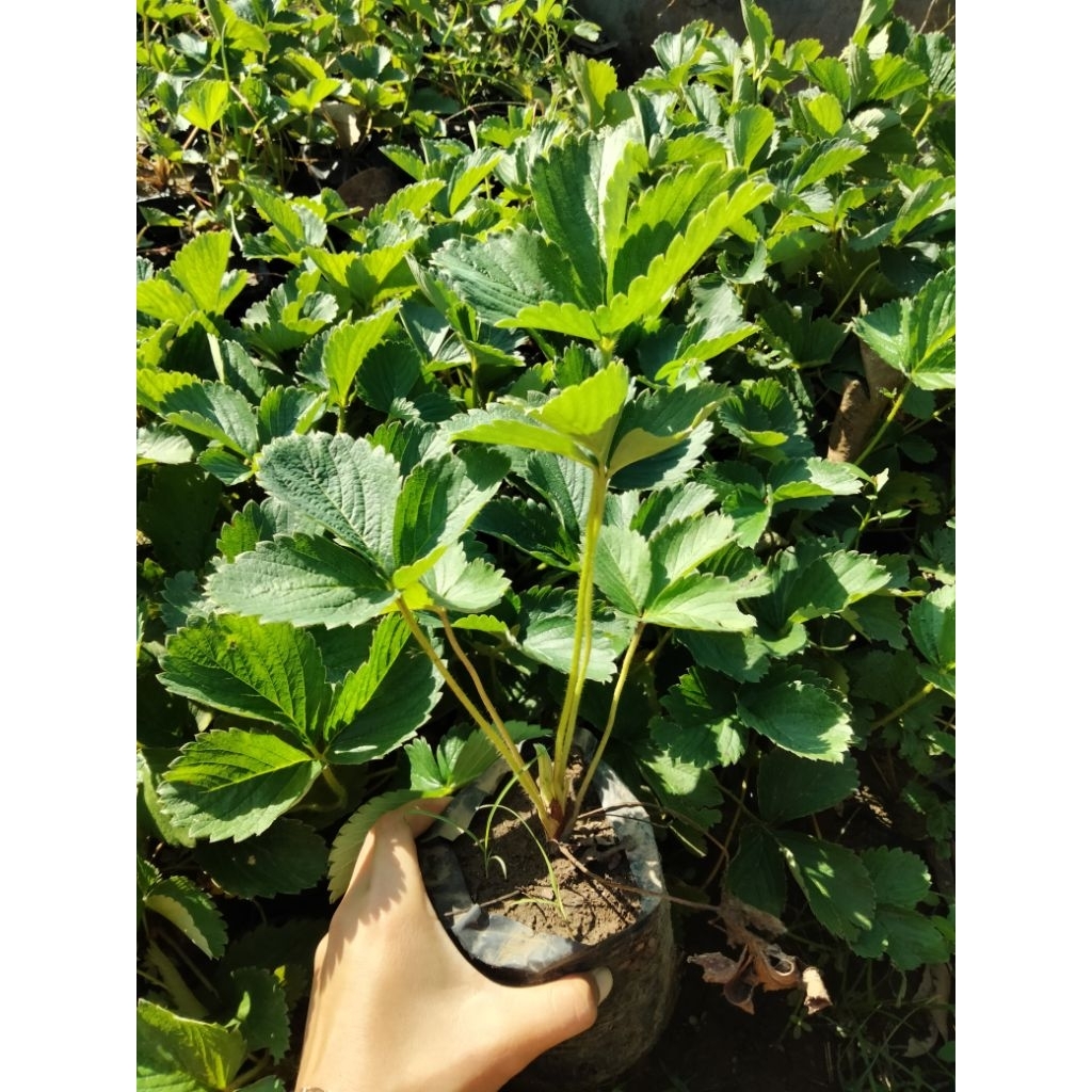 bibit buah stroberi murah