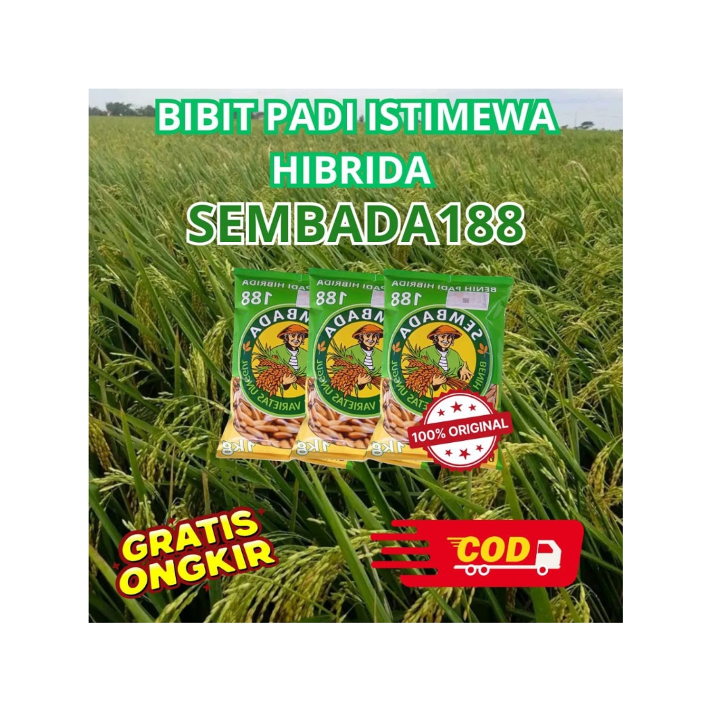 1kg Benih Padi Hibrida F1 Sembada 188
