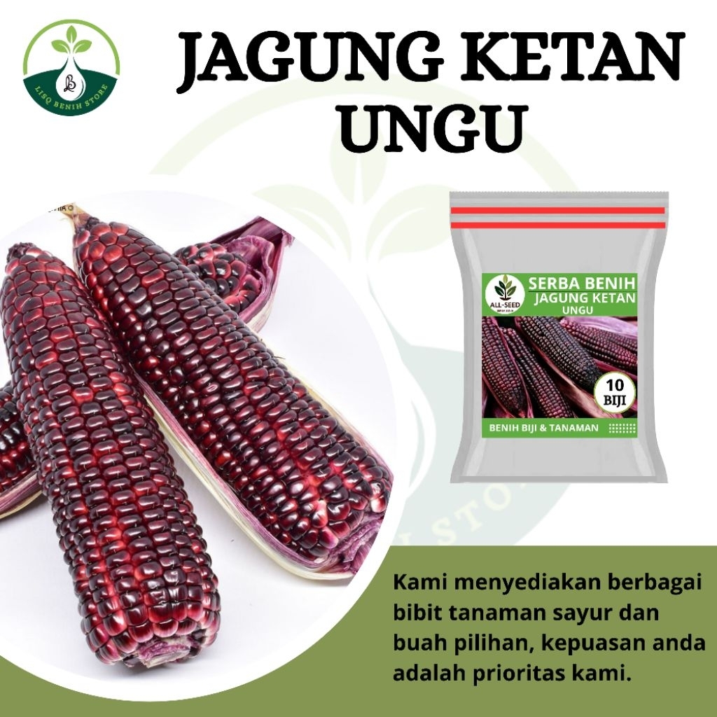 { 10 BIJI } Benih jagung ketan ungu / bibit jagung ketan ungu / jagung ungu / jagung ketan