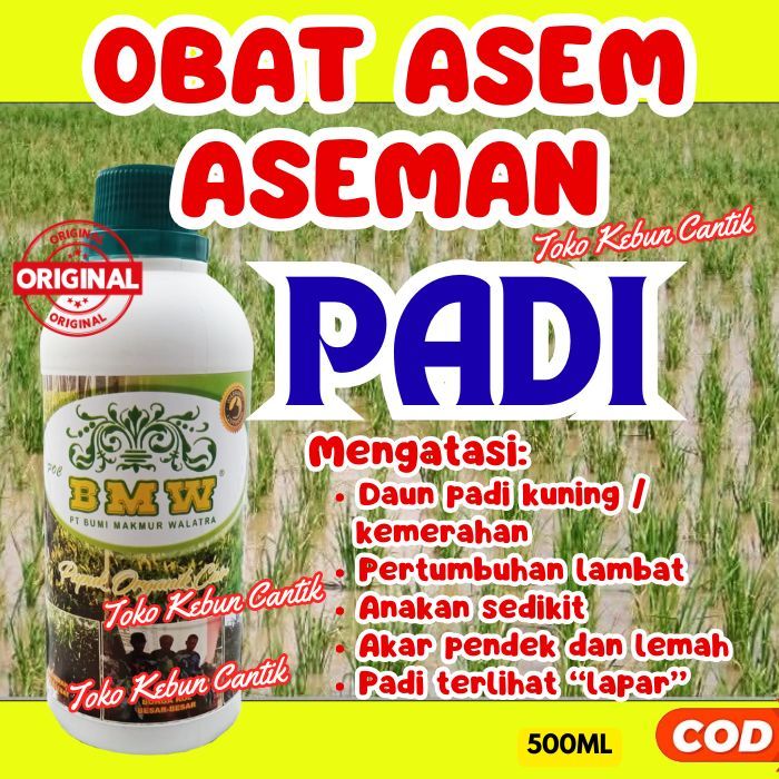Pupuk Padi Asem-Aseman Sawah Rawa | POC BMW Bikin Padi Hijau