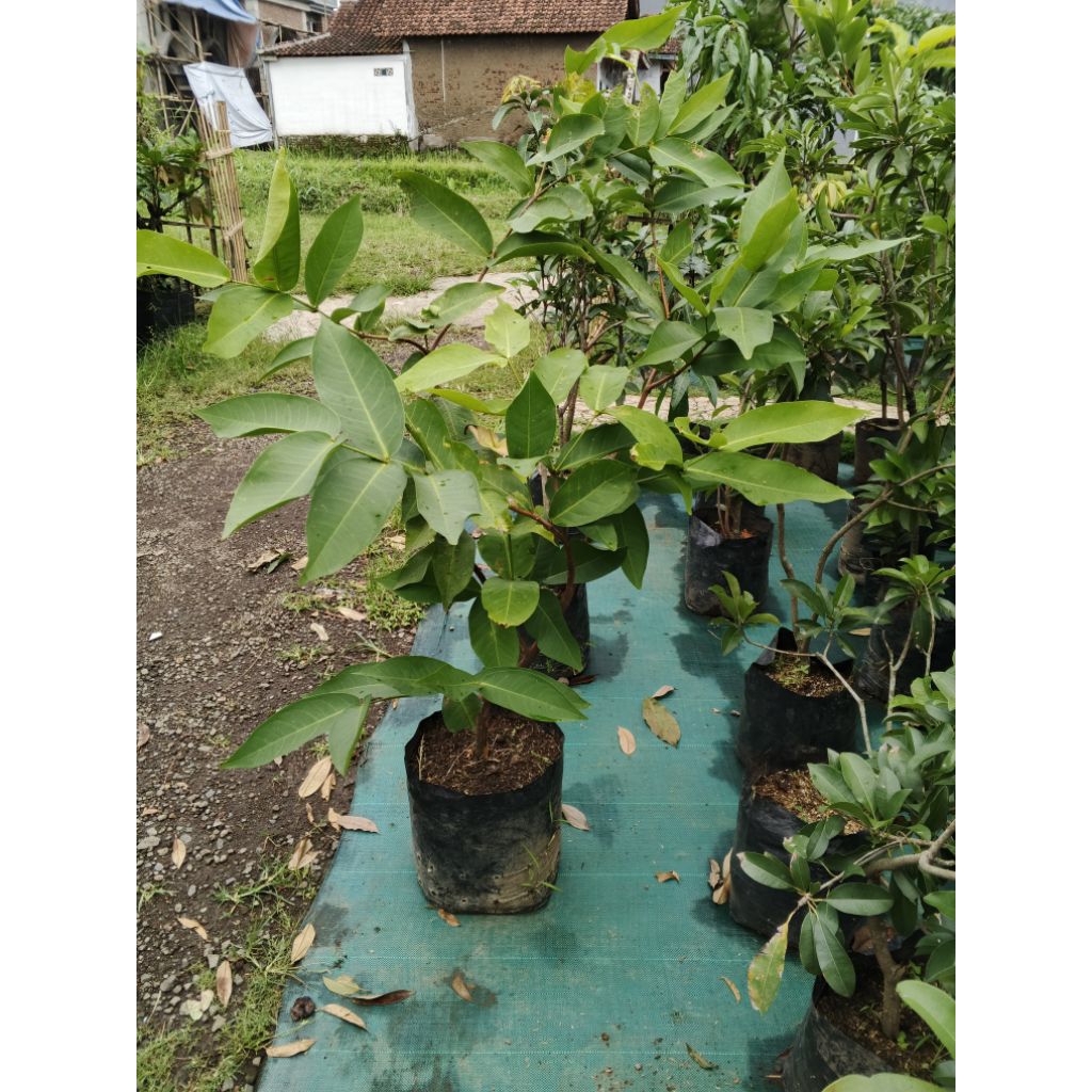 jambu air citra rimbun siap berbuah