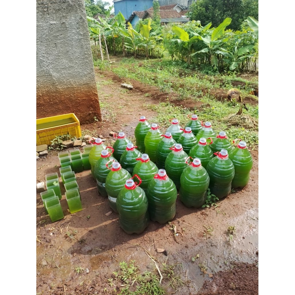 Green water ( air hijau ) chlorella