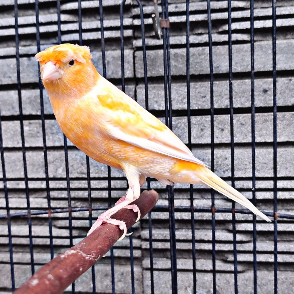 Kenari AF Jambul/Gloster Orange Sunkist - Jantan Gacor (Only Instant Delivery)