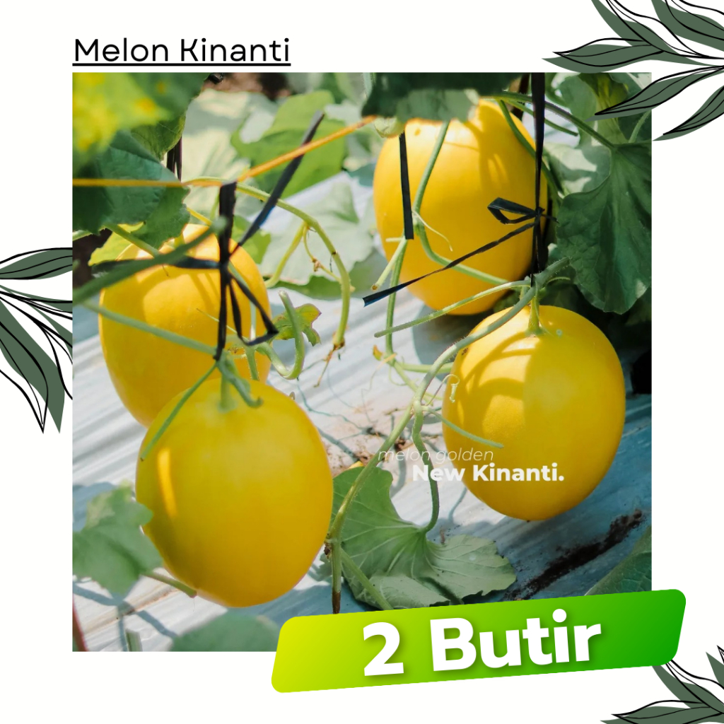 2 Butir - Melon KINANTI F1 Melon Golden Premium