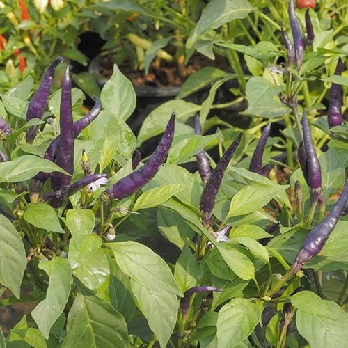 3 Biji Benih PEPPER Purple Cayenne