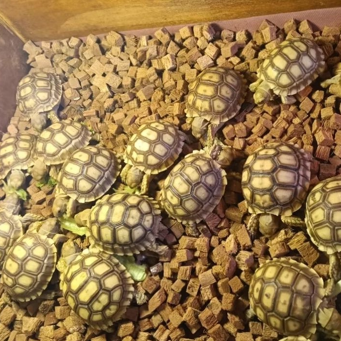 Pelet Sulcata | Sulcata cb indo 6-7 cm I Promo