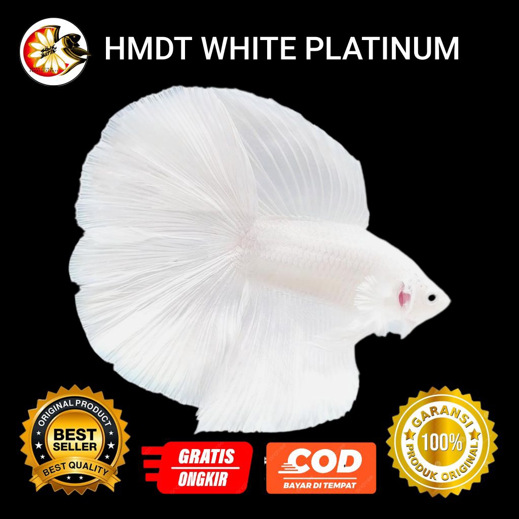 Cup4ng HMDT White Platinum Halfmoon Double Tail
