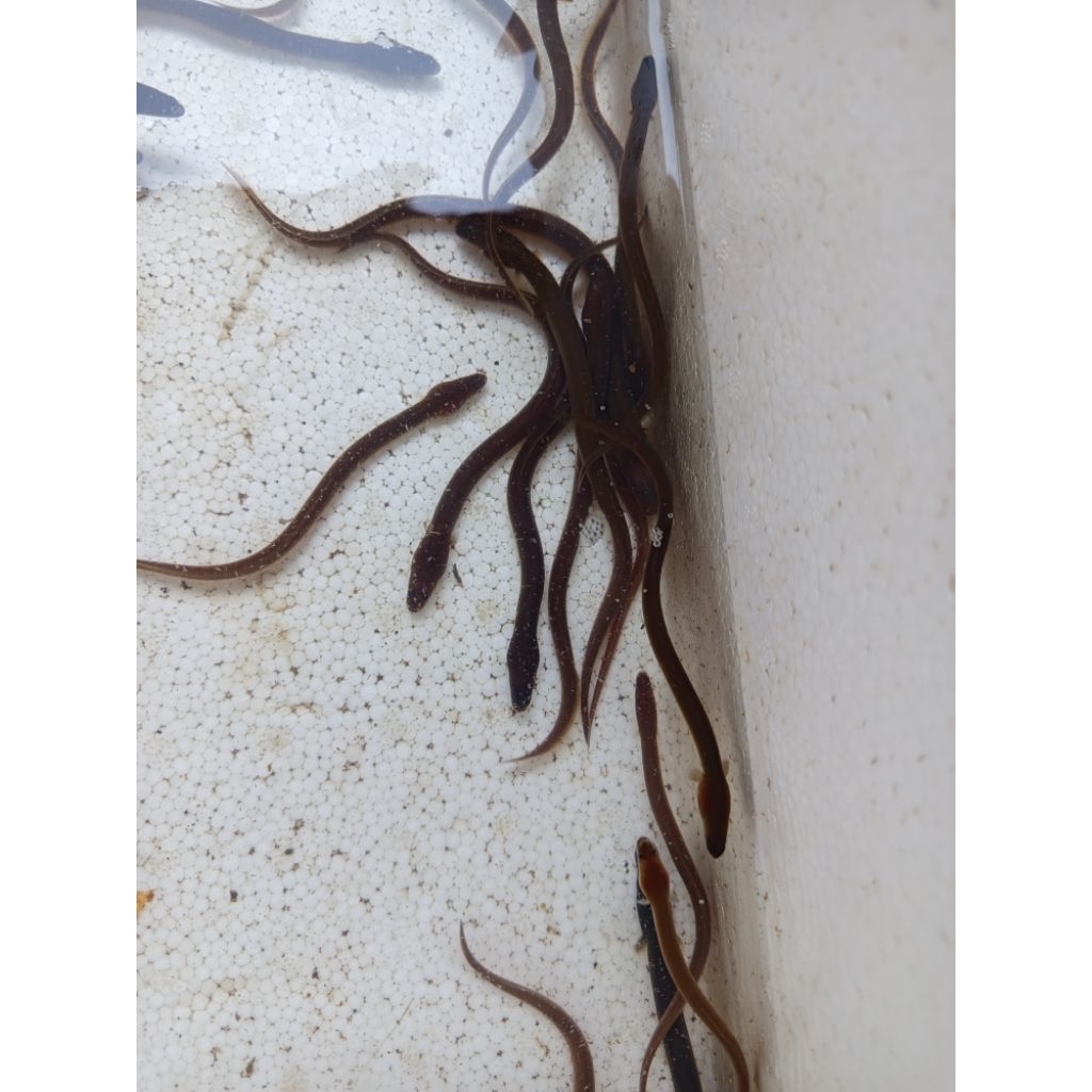 New Stok Sidat Ukuran 15-30gr Per Ekor Bicolor