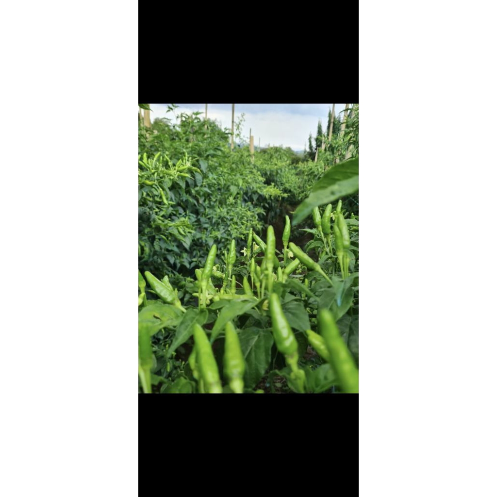 RAWIT HIJAU SIRAMOS 20 GRAM