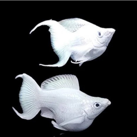 Molly Balon Platinum Cawang