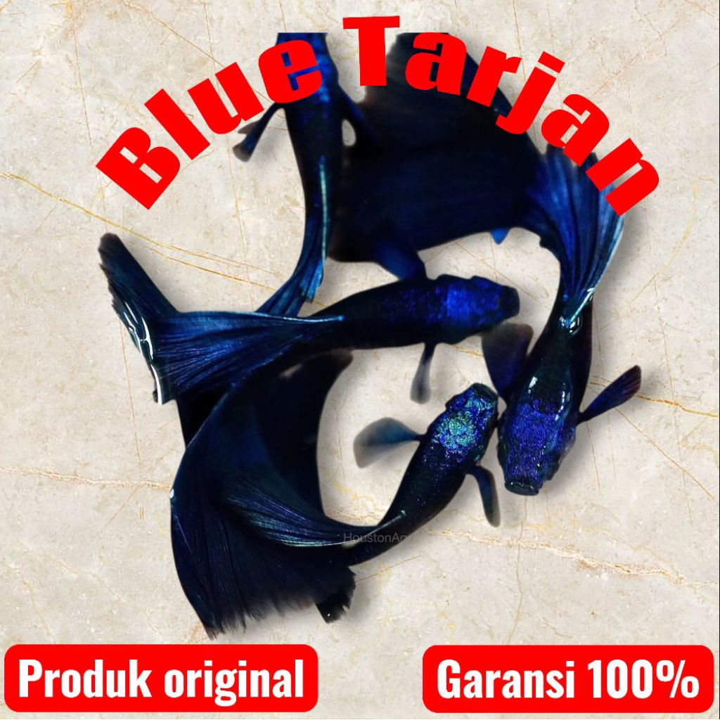 Guppy Blue moscow/pasang