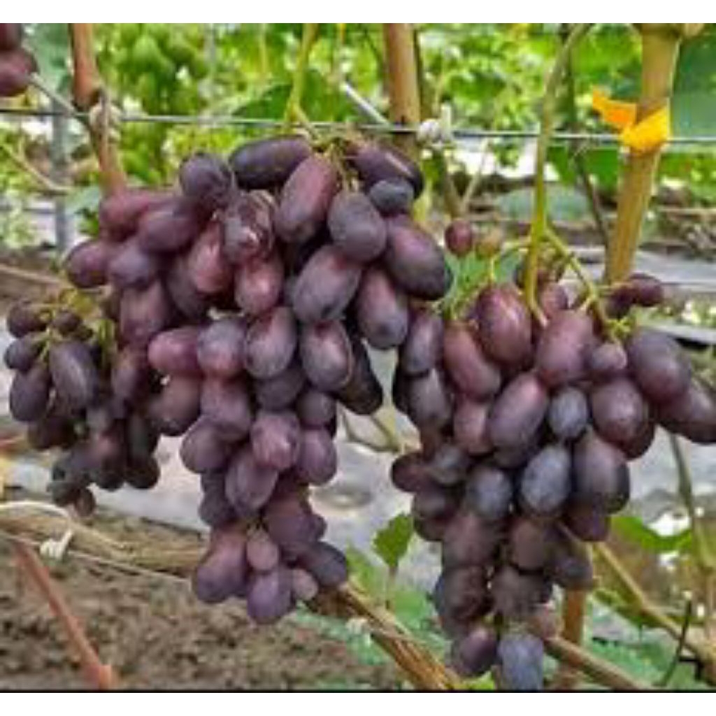 Bibit anggur impoort ownroot