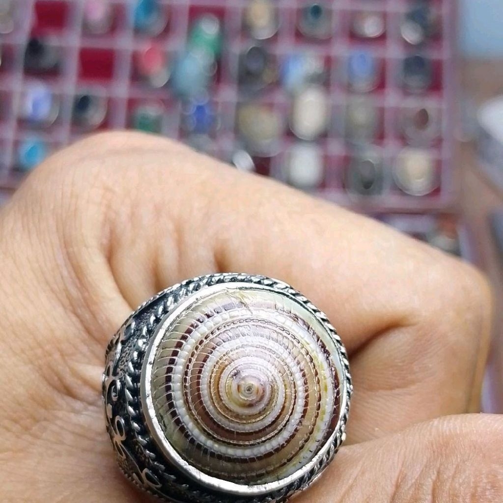 Cincin batu keong kul buntet asli keong pusar bumi