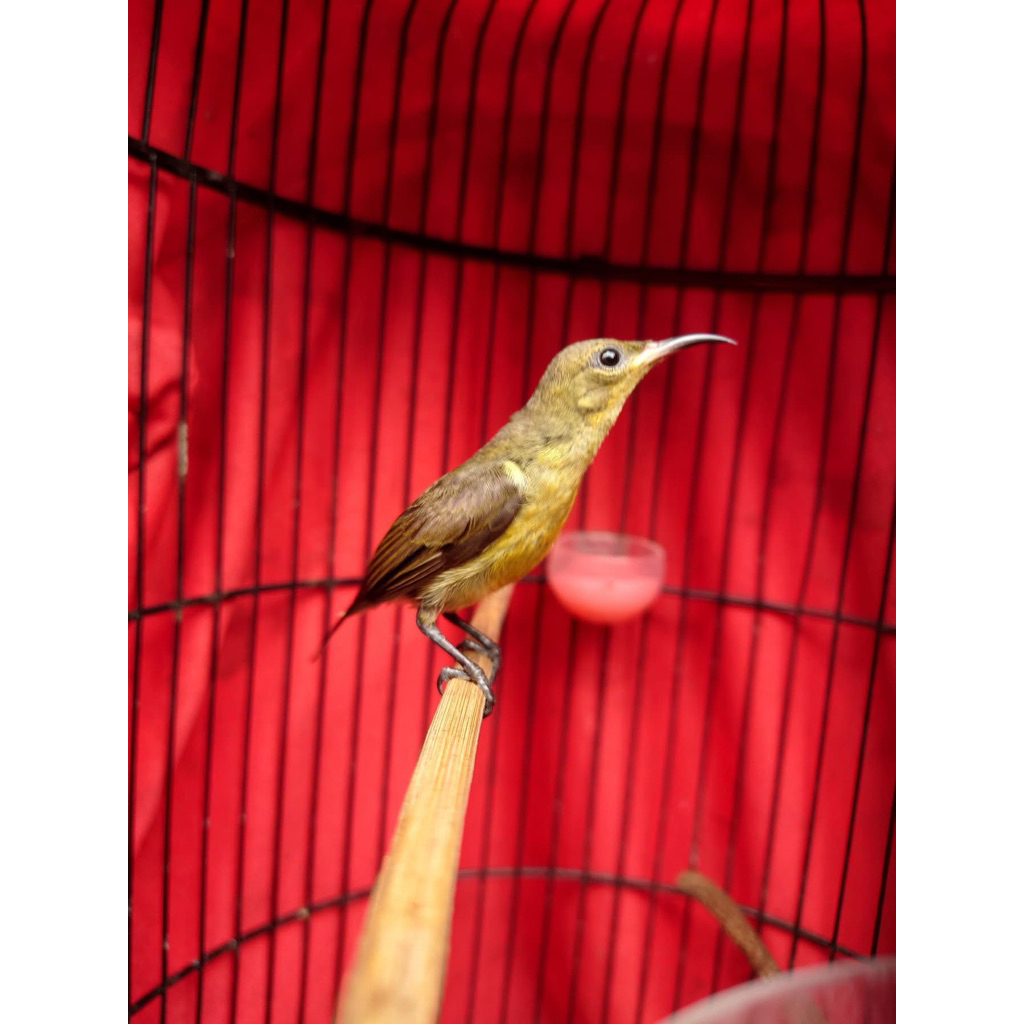 KONIN IJOAN (NATUNA) SORTIRAN JANTAN