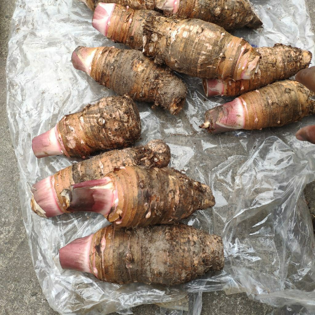 Ubi Talas Keladi Segar 1kg