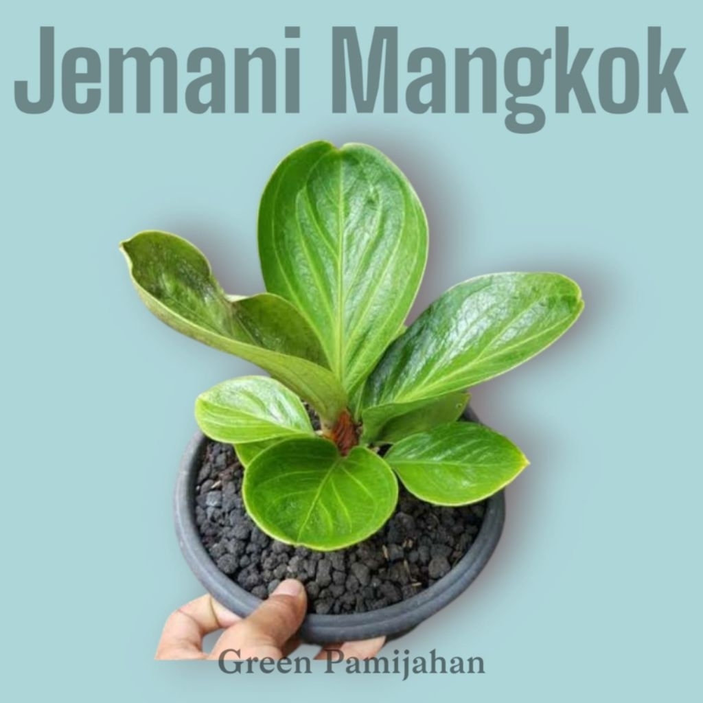 Anthurium Jemani mangkok ukuran remaja