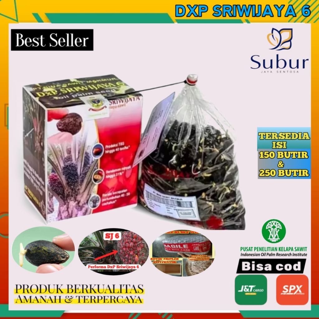 Kecambah sawit dxp Sriwijaya 6 unggul berkualitas