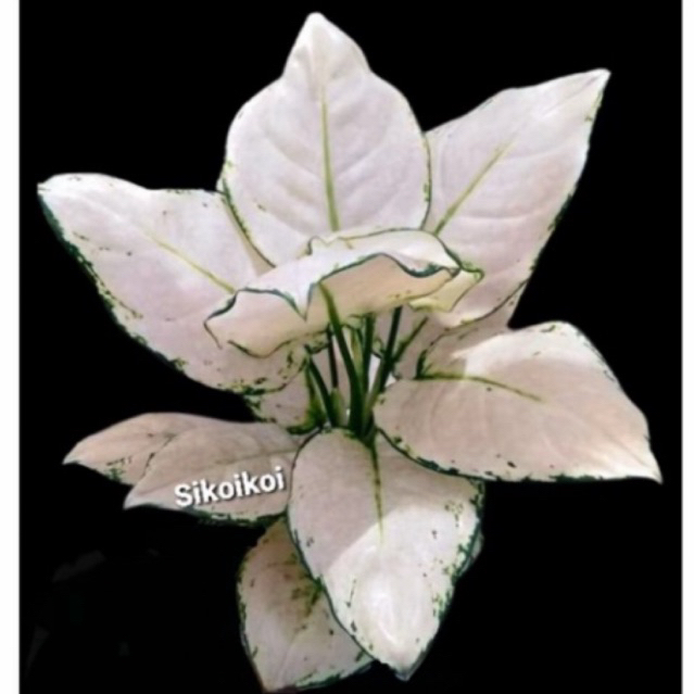 aglonema super white/baby super white