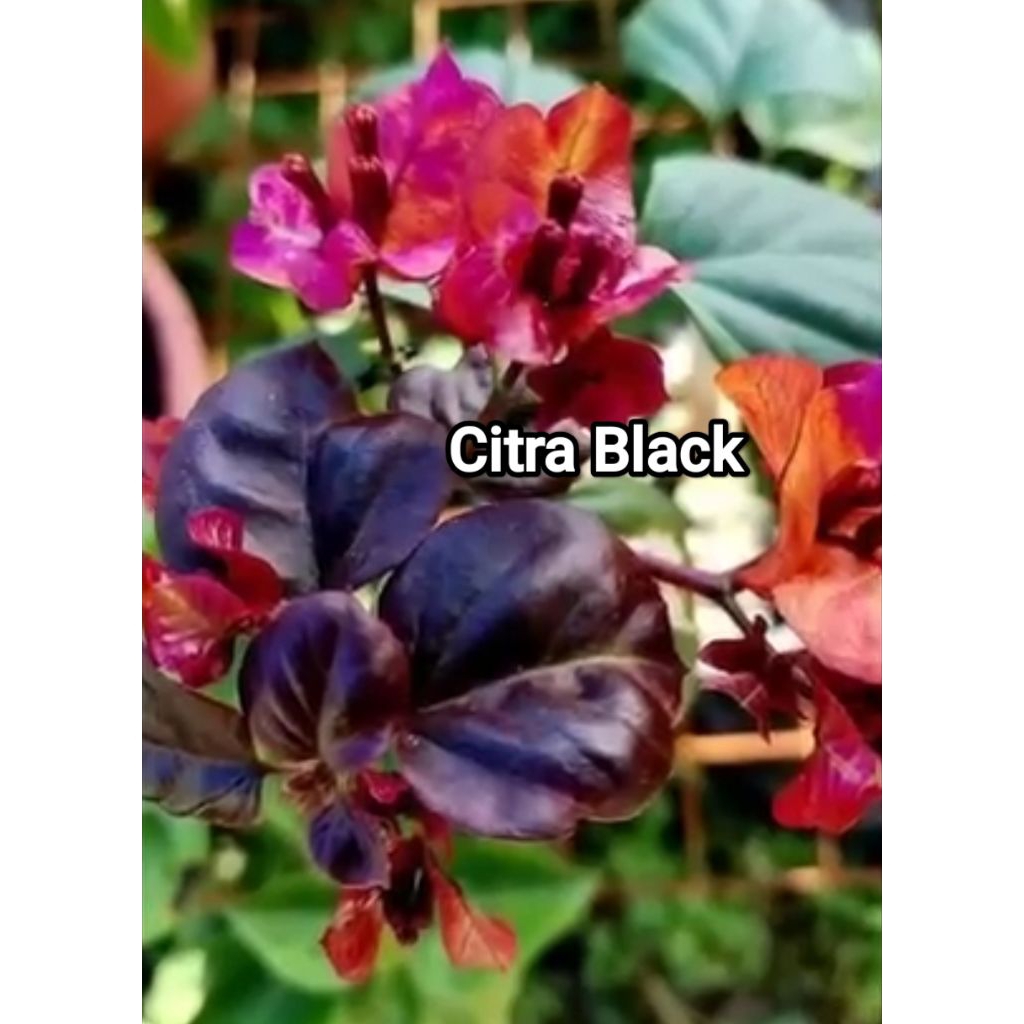 Bougenville Citra Black