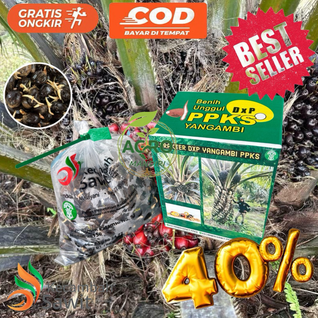 Kecambah Sawit PPKS YANGAMBI asli Medan UNGGUL (BerlebeI Dan Bersertifikat) Isi 250 & 150 butir